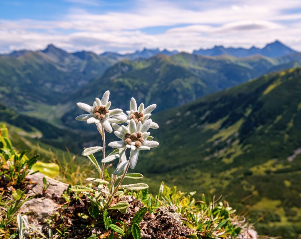 Edelweiss is the Swiss National Flower. Adula Alps