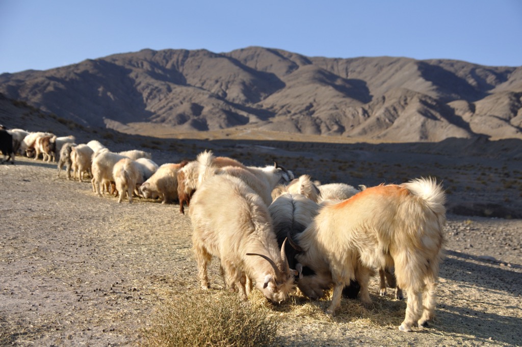 sheeps, Alborz Mountains, Iran