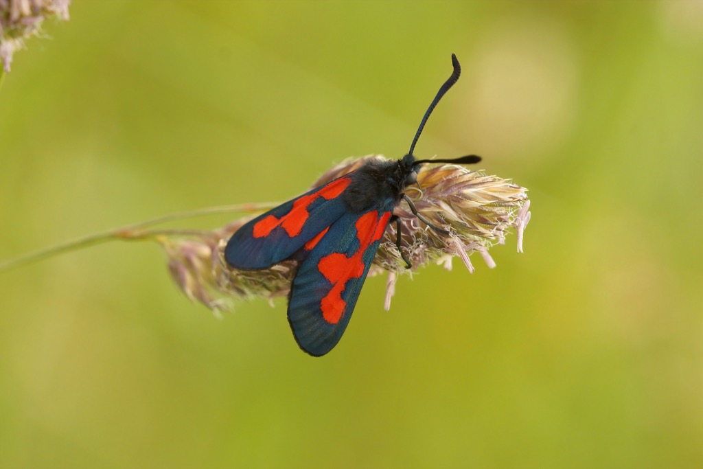 Narrow-bordered five-spot burnets are one of 135 butterfly species native to the Albula Alps. Albula Alps