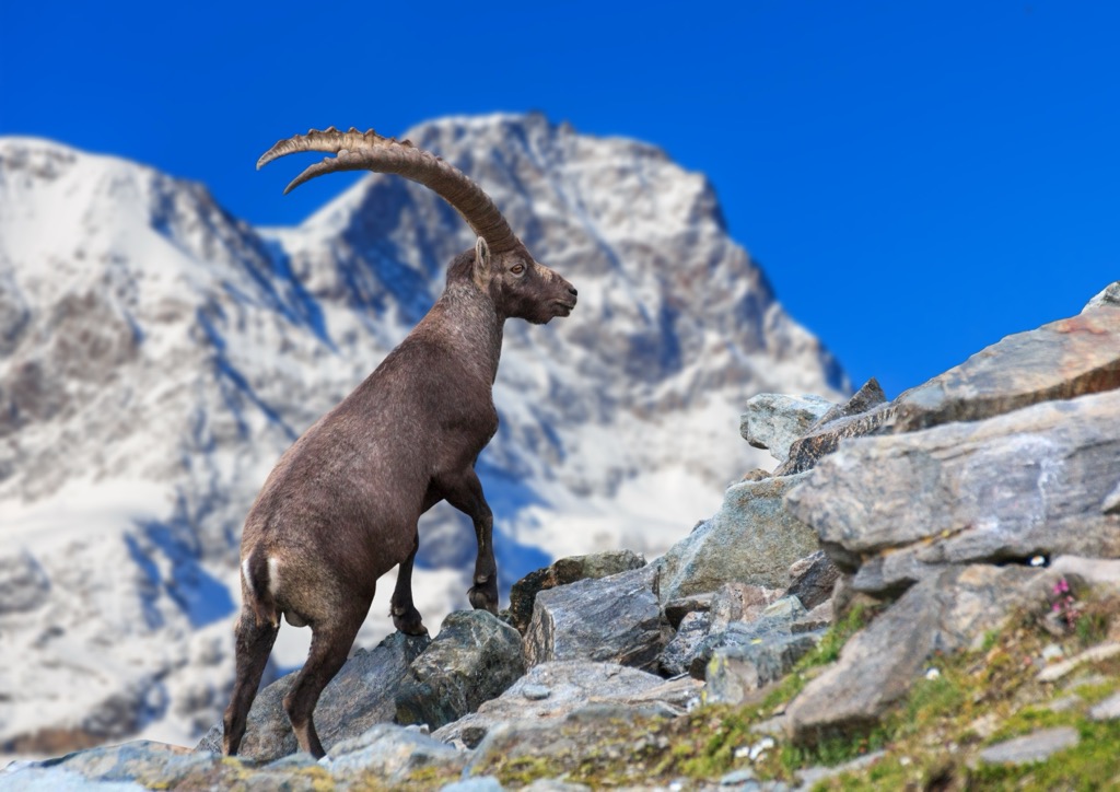 Ibex are masterful mountain climbers thanks to their cloven hooves. Albula Alps