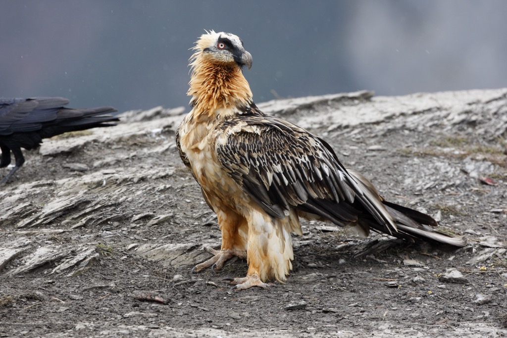 Bearded vultures are the largest bird species in the Albula Alps. Albula Alps