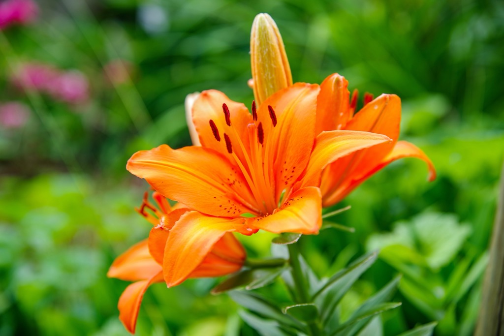 Orange lilies, also called tiger lilies, grow in abundance across the Albula Alps. Albula Alps