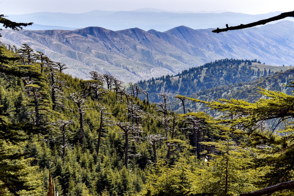 Algeria, Atlas Cedar Forest