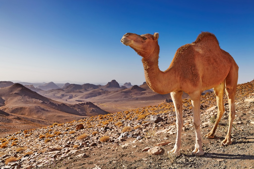 Algeria, Camel in Sahara Desert