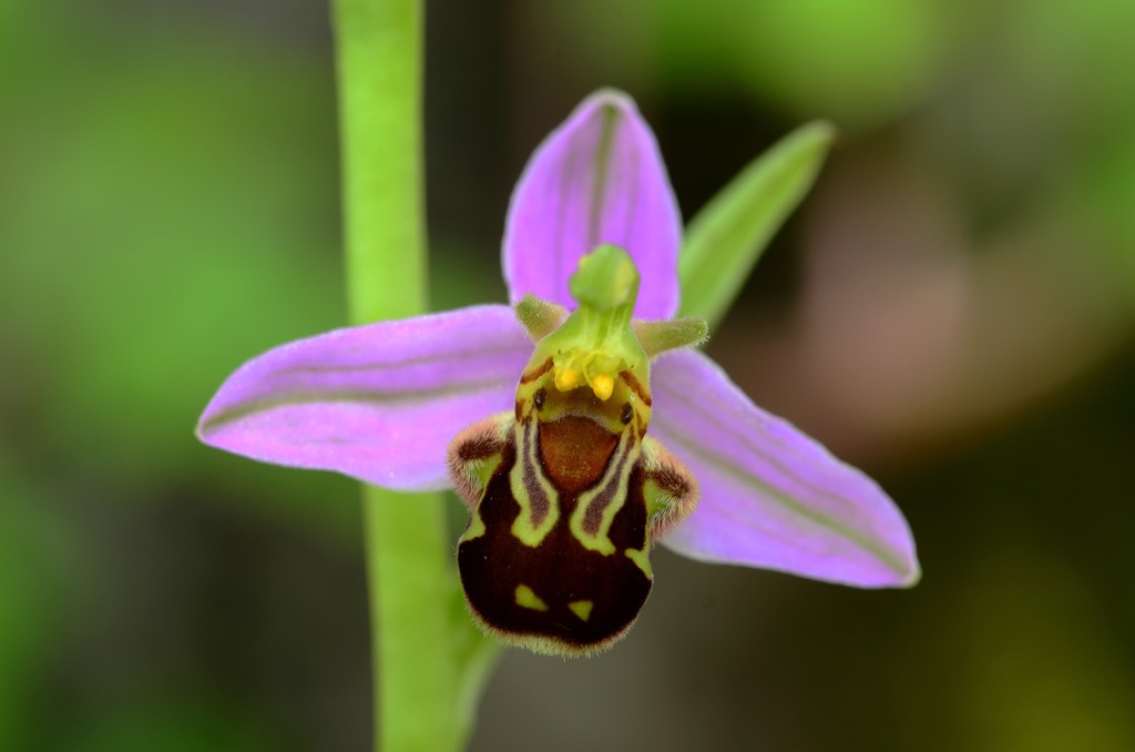 Alta Murgia National Park, Italy