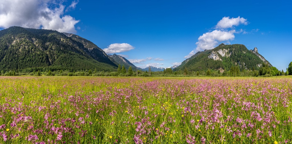 The Ettaler Weidmoos wetland in bloom. Ammergauer Alpen