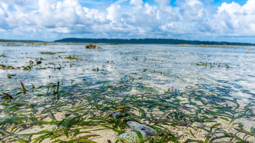 Seagrass beds in the Andaman Sea provide the essentials to the local marine life. Andaman and Nicobar Islands