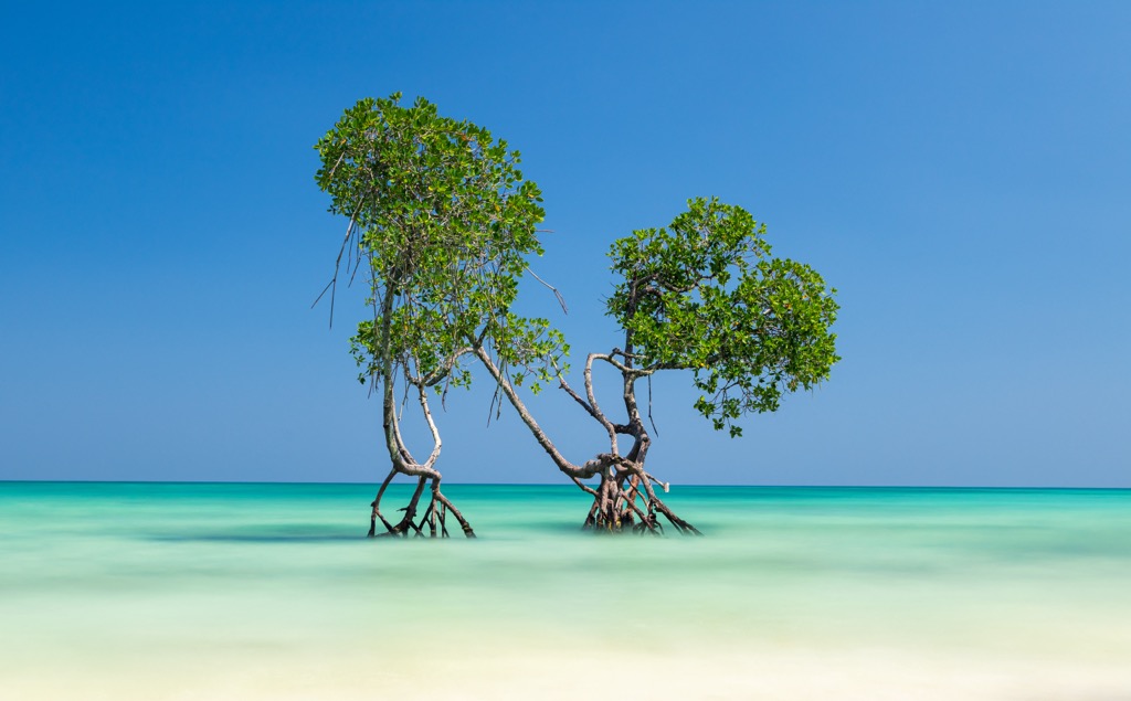 Mangrove trees on Havelock Island during high tide. Andaman and Nicobar Islands