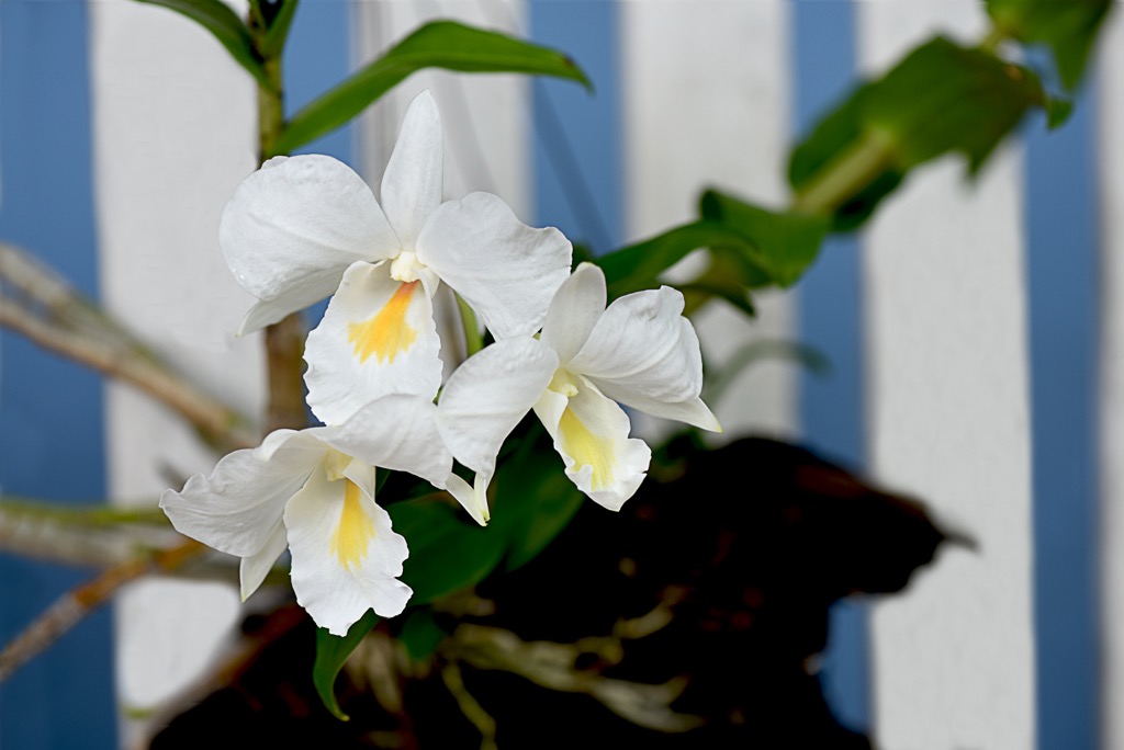 Known for its oversized white flowers, this is a beautiful example of the Dendrobium andamanicum. Andaman and Nicobar Islands