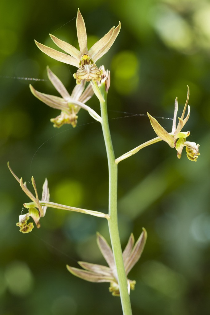 The tiniest orchid of all, Eulophia Andamanensis. Andaman and Nicobar Islands