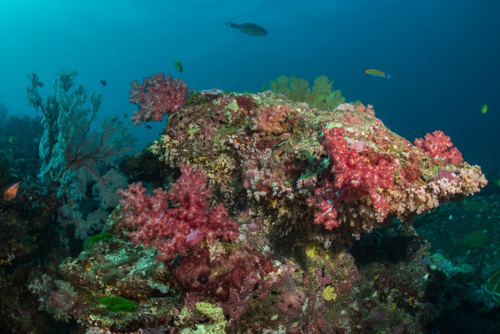 A colorful example of the coral reefs of the Andaman Sea. Andaman and Nicobar Islands