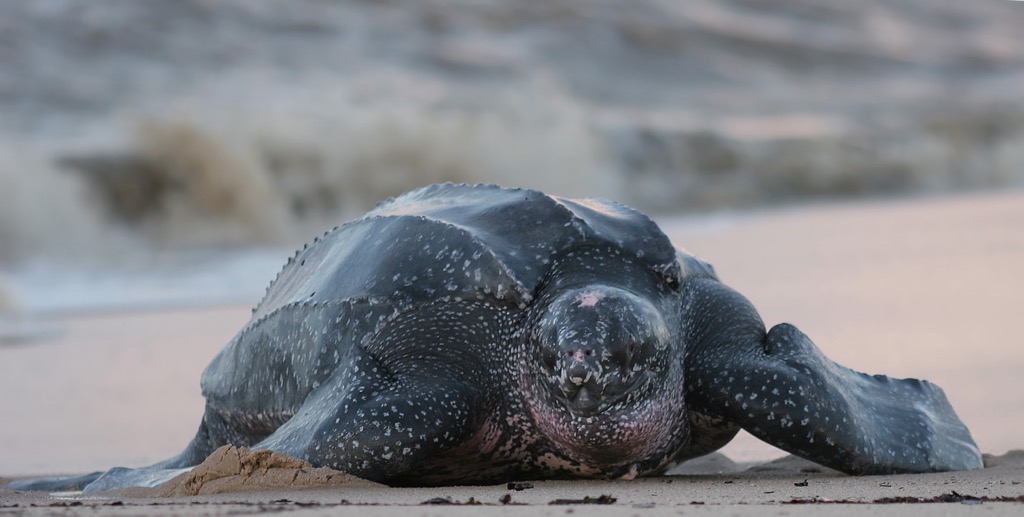 Leatherback sea turtles returning to their nesting grounds. Andaman and Nicobar Islands