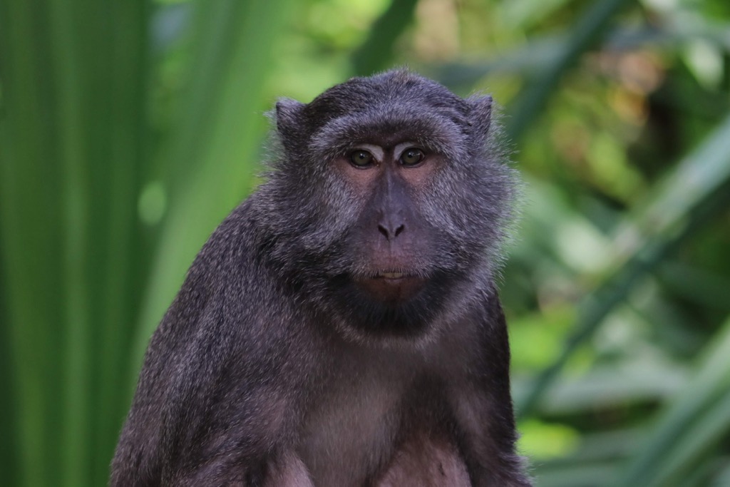 The Nicobar monkey, content in his natural habitat. Andaman and Nicobar Islands