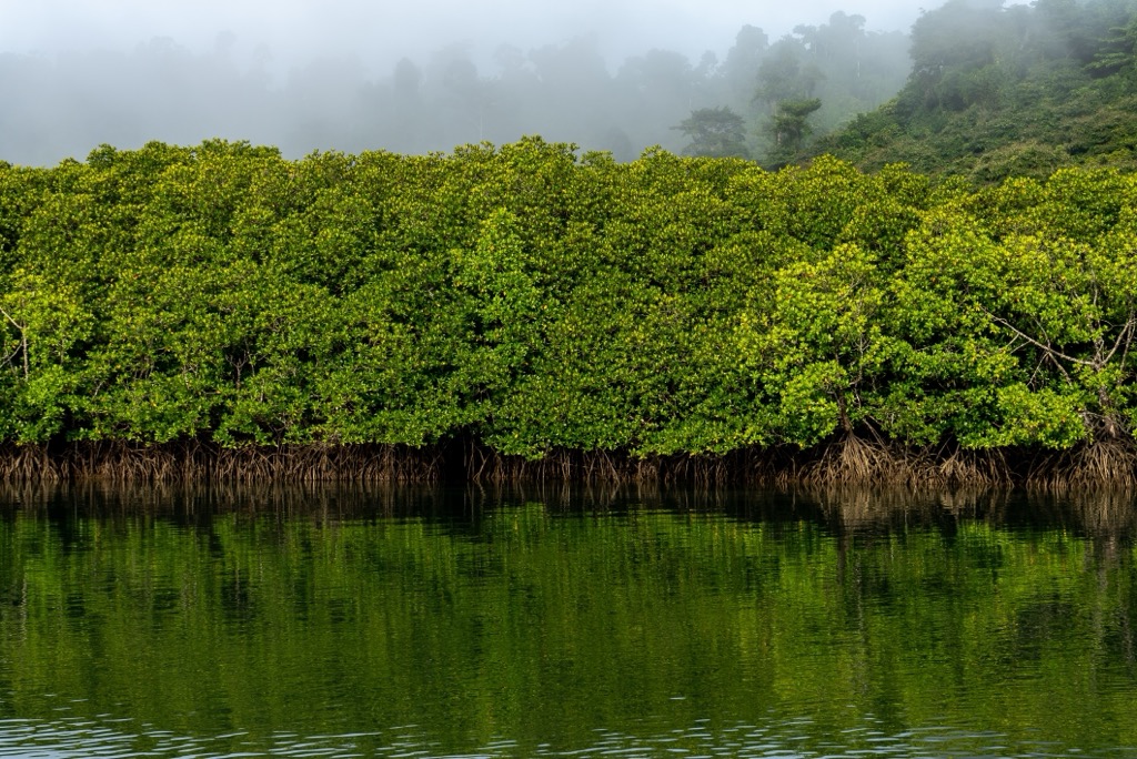 Mangroves play a crucial role in a complex ecosystem. Andaman and Nicobar Islands