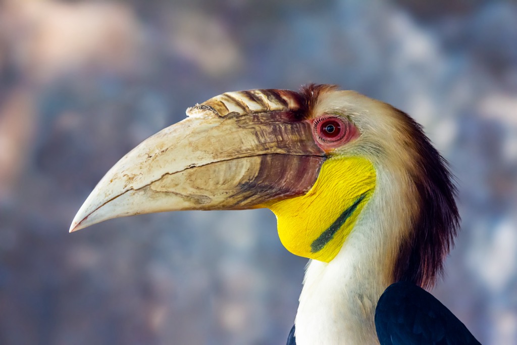 One of the island’s most recognizable locals, then Narcondam Hornbill in the wild. Andaman and Nicobar Islands