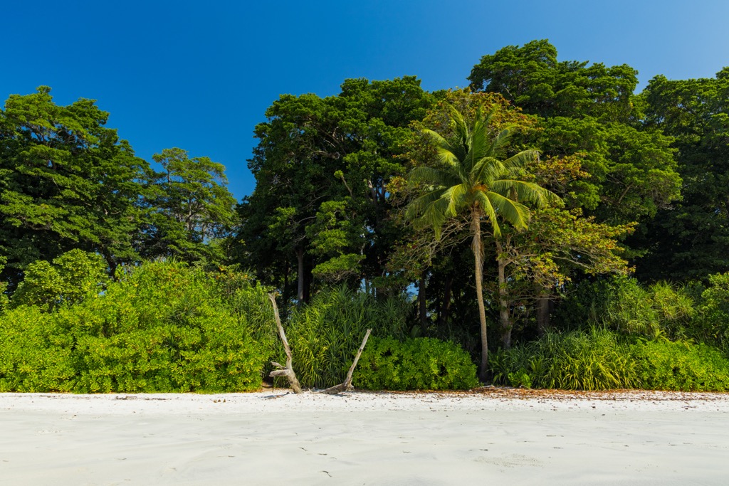 Tropical rainforest nestled up against white sand beaches on Havelock Island. Andaman and Nicobar Islands