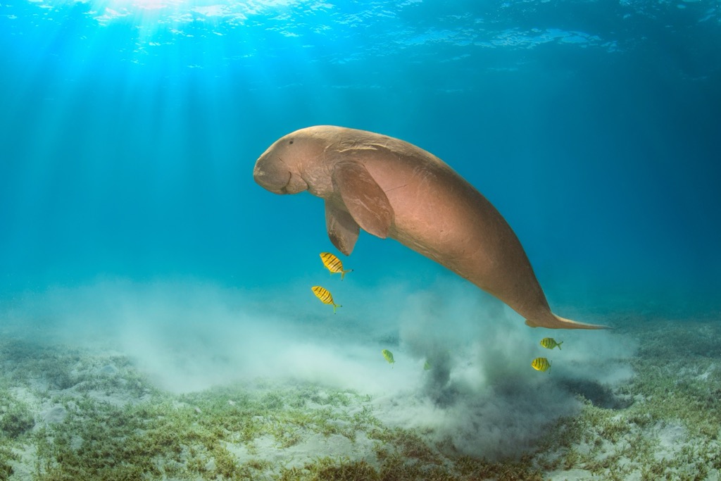 Andaman dugong. Andaman and Nicobar Islands