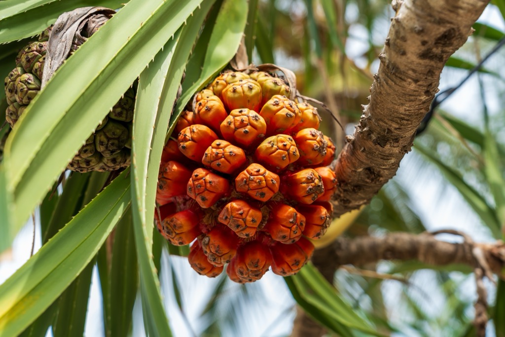 The spiked leaves of the Wild Screw Pine are serious business. Andaman and Nicobar Islands