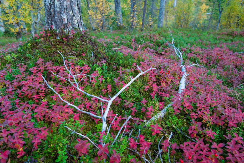 Ånderdalen National Park, Norway