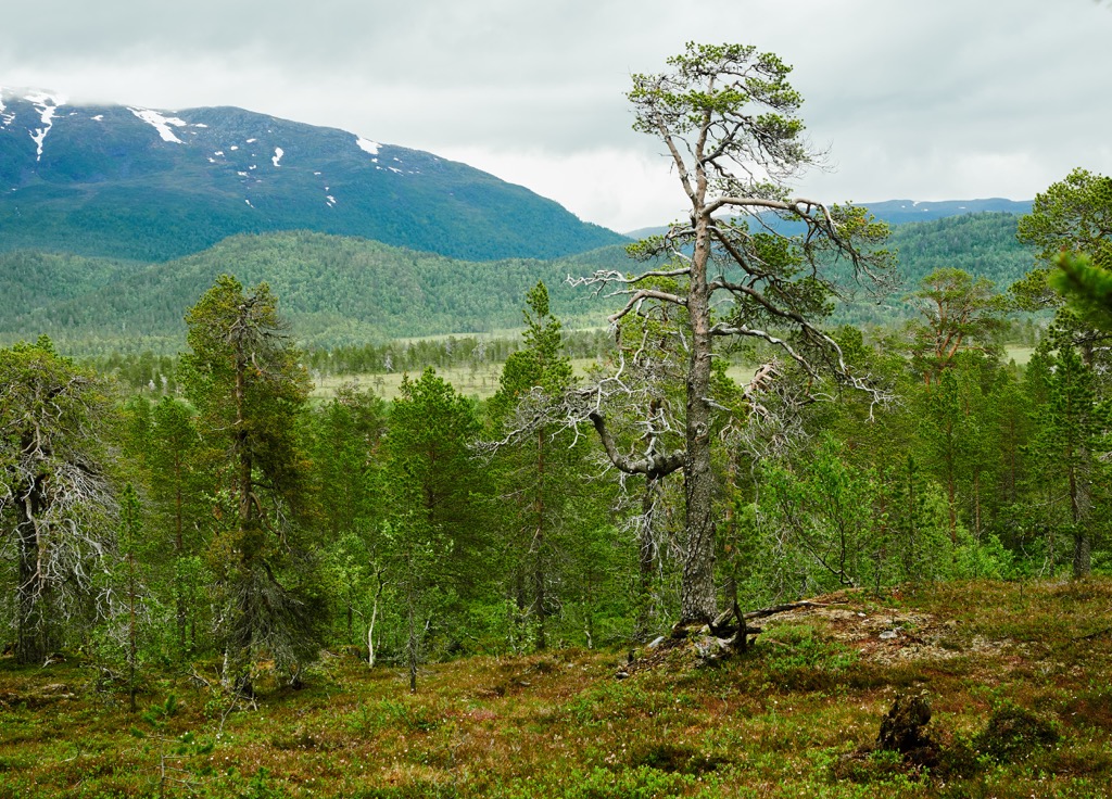 Ånderdalen National Park, Norway