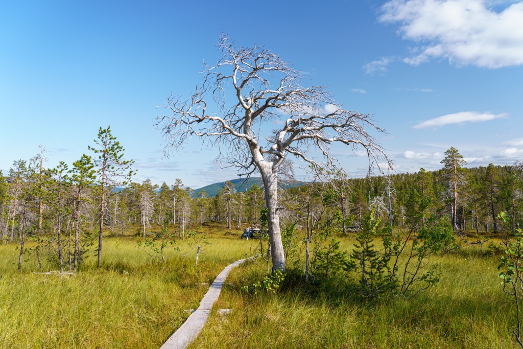 Ånderdalen National Park, Norway