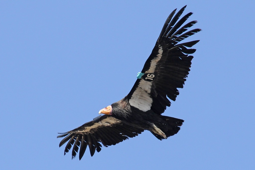 A California condor with its tracking tags clearly visible beneath the wing (this is bird #16). Angeles National Forest