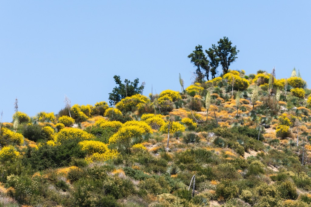 Wildflowers of the Angeles National Forest. Angeles National Forest