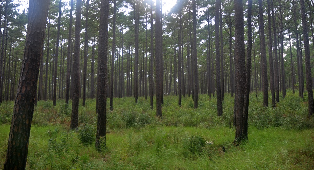 Longleaf pine (Pinus palustris) grows straight, tall, and relatively quickly, making it commercially desirable for timber companies. Angelina National Forest