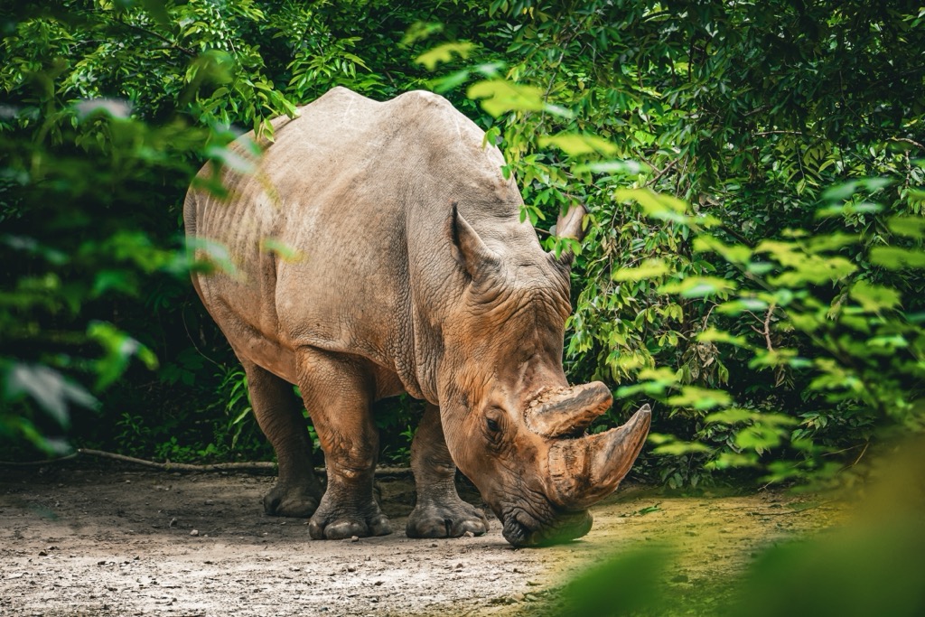 A rhino at the Ellen Trout Zoo in Lufkin. Angelina National Forest