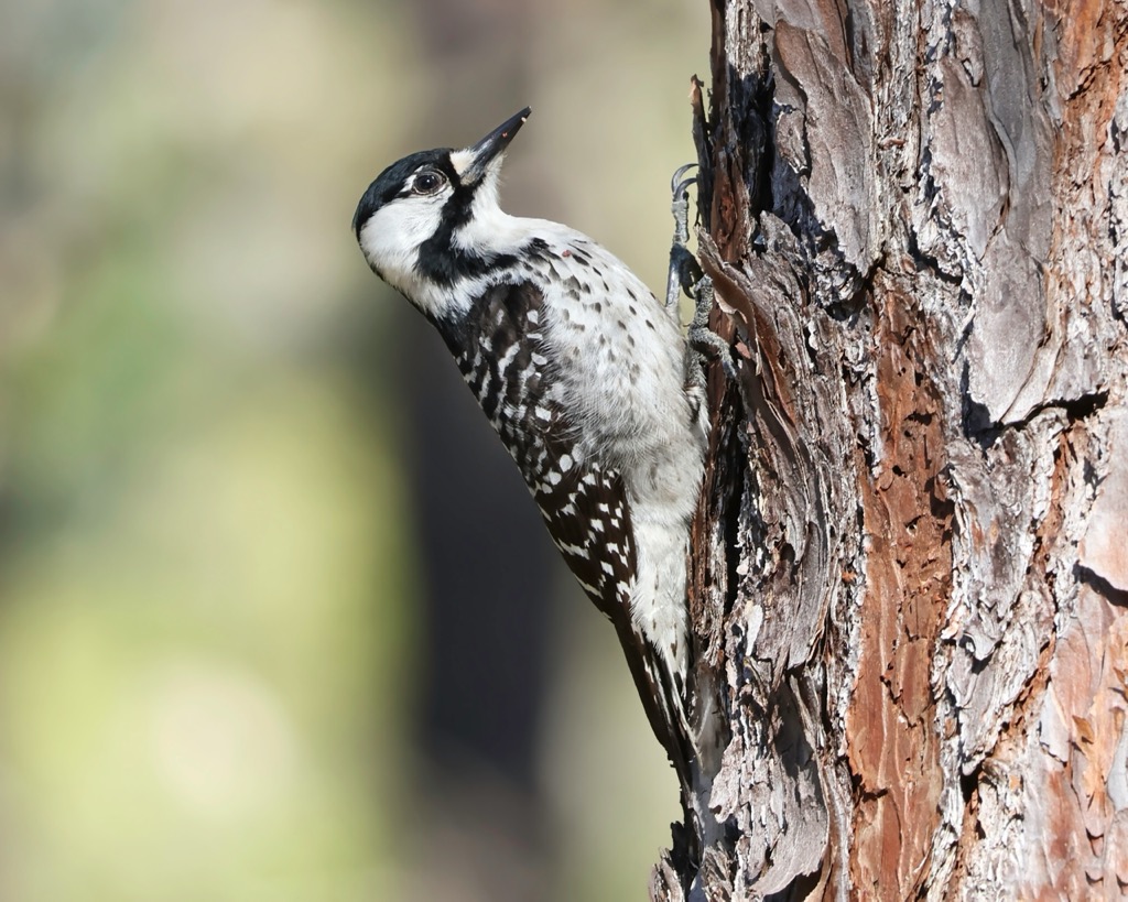 The endangered red-cockaded woodpecker. Angelina National Forest