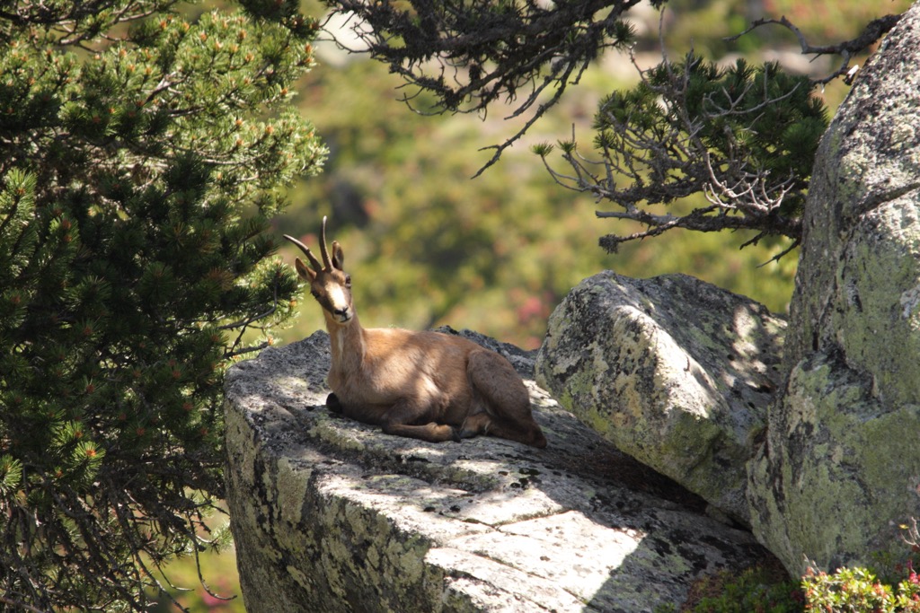 Pyrenees Chamois. Aragon