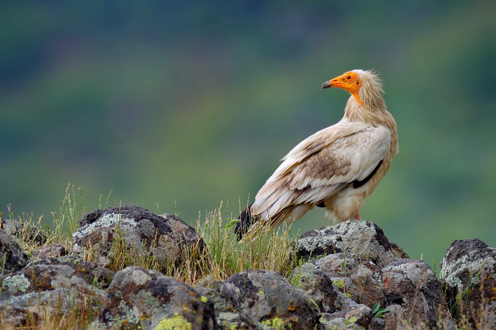 Egyptian vulture. Aragon