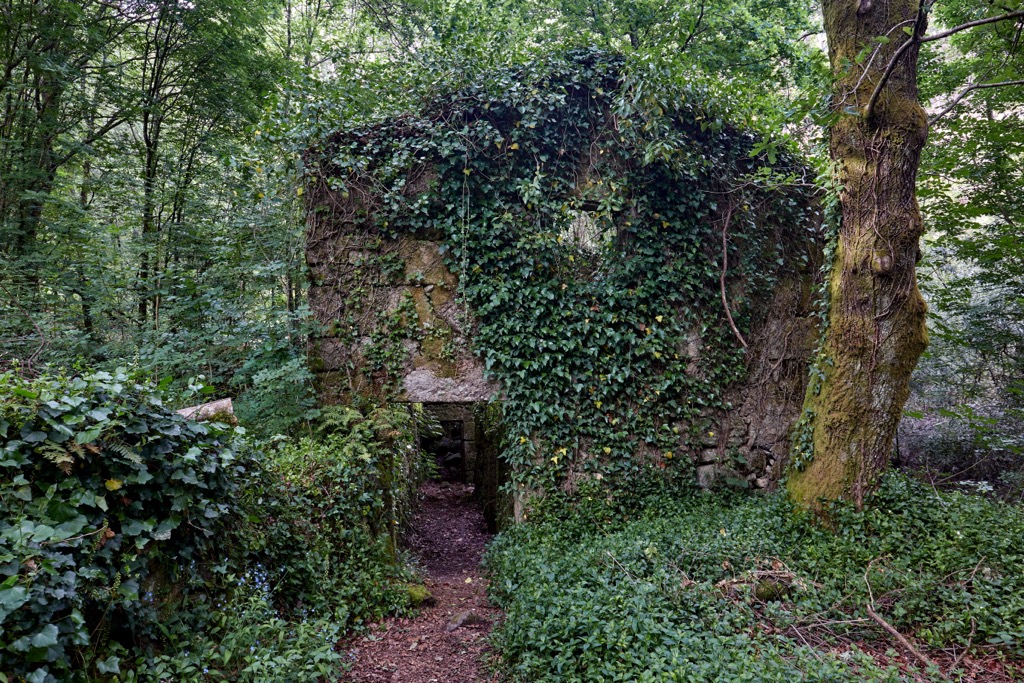Nature has nearly reclaimed this abandoned property. Aragon