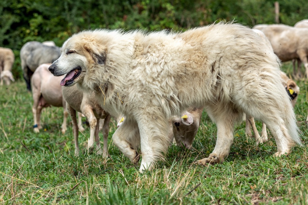 A Pyrenean mountain dog, bred to herd the region’s flocks. Don’t get the wrong idea; these dogs look like Polar bears and act like them, too. Their aggressive nature wards off predators but may also result in a bite if you are not ‘deferent’ enough when encountering one during a hike. Aragon