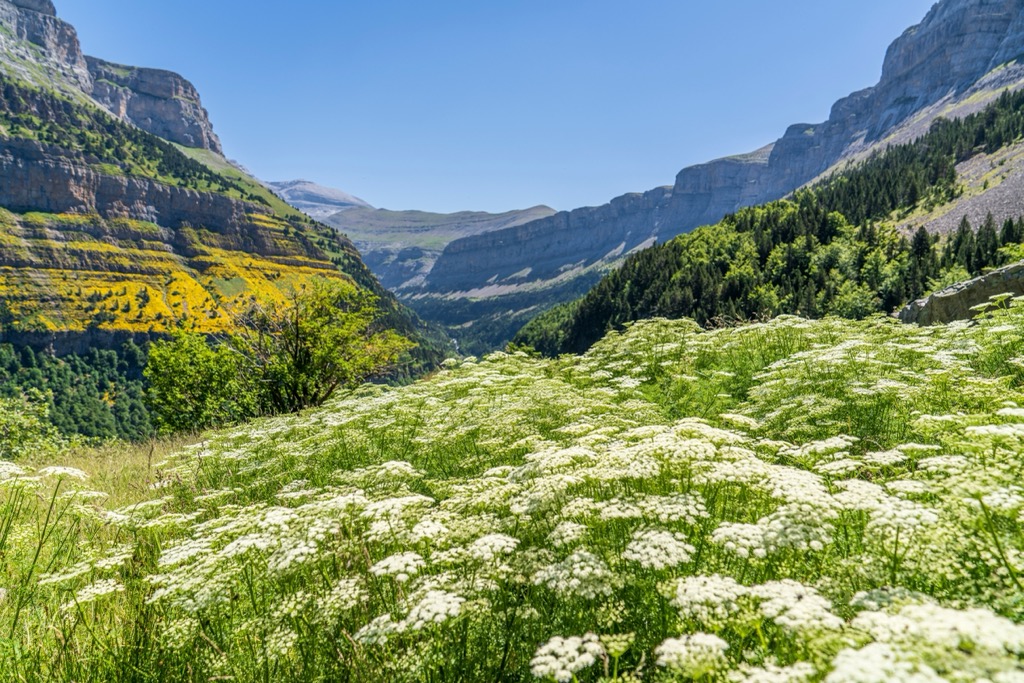 The Ordesa Valley replete with wildflowers. Aragon