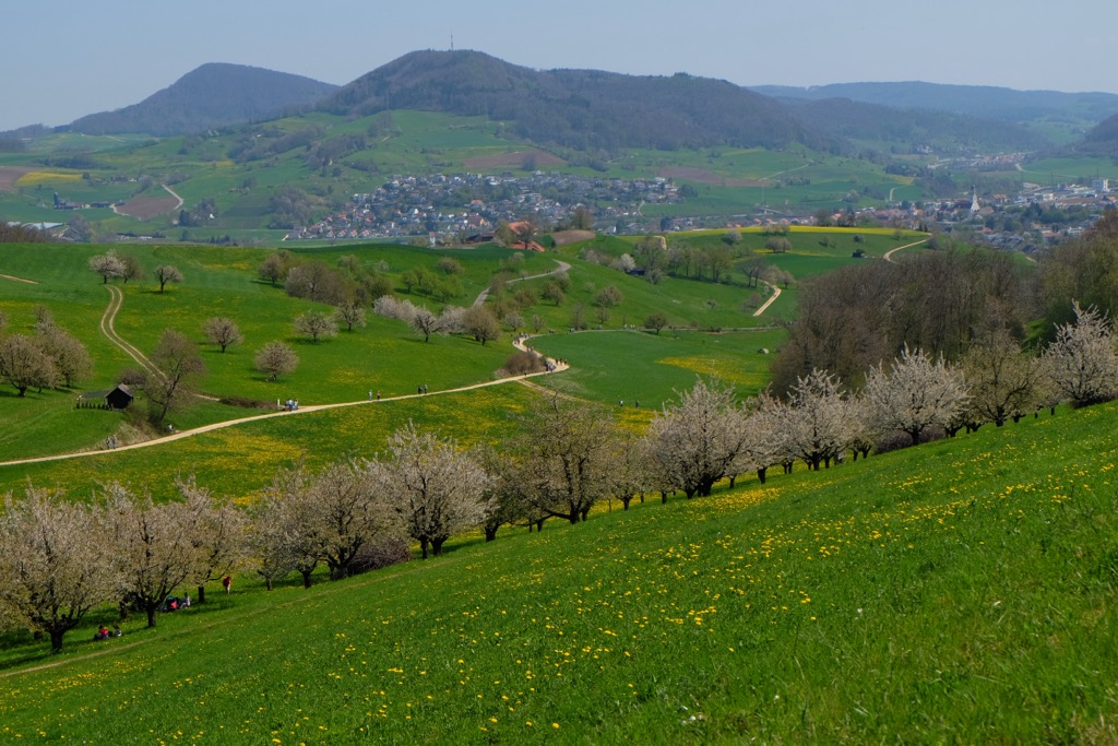 Blossoming cherry trees outside the village of Frick, Aargau. Argovia Jurapark