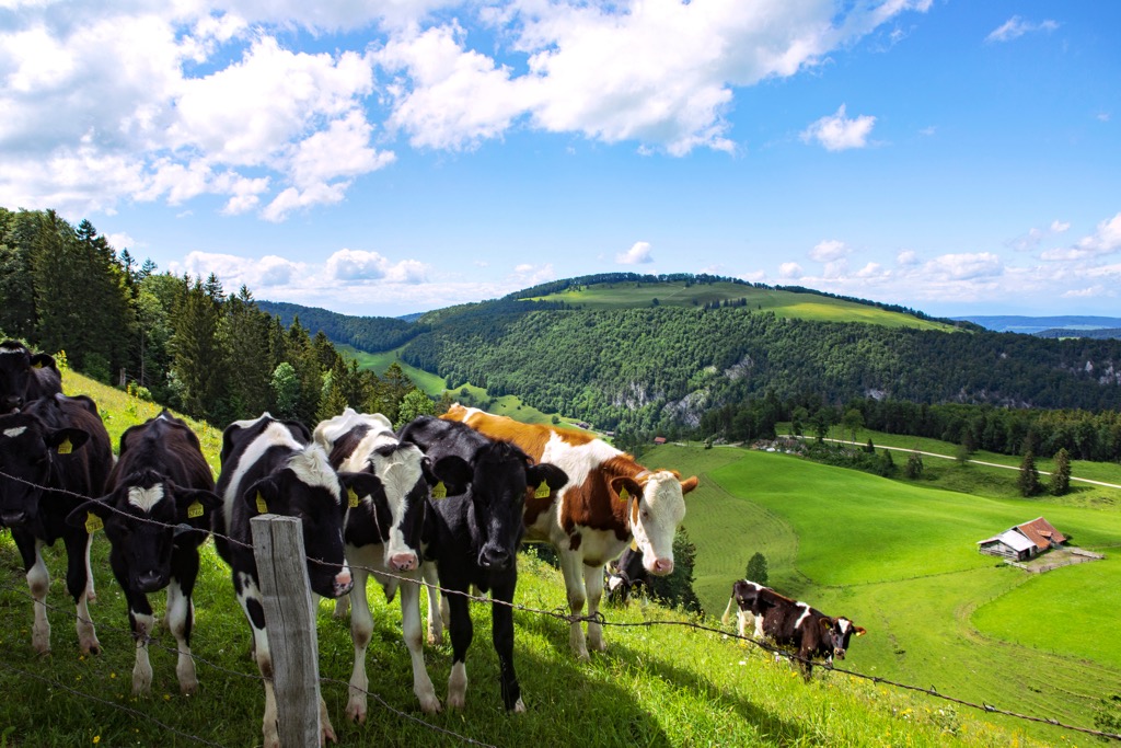 For better or worse, cows are the animals you’re most likely to see in the Jura. Argovia Jurapark
