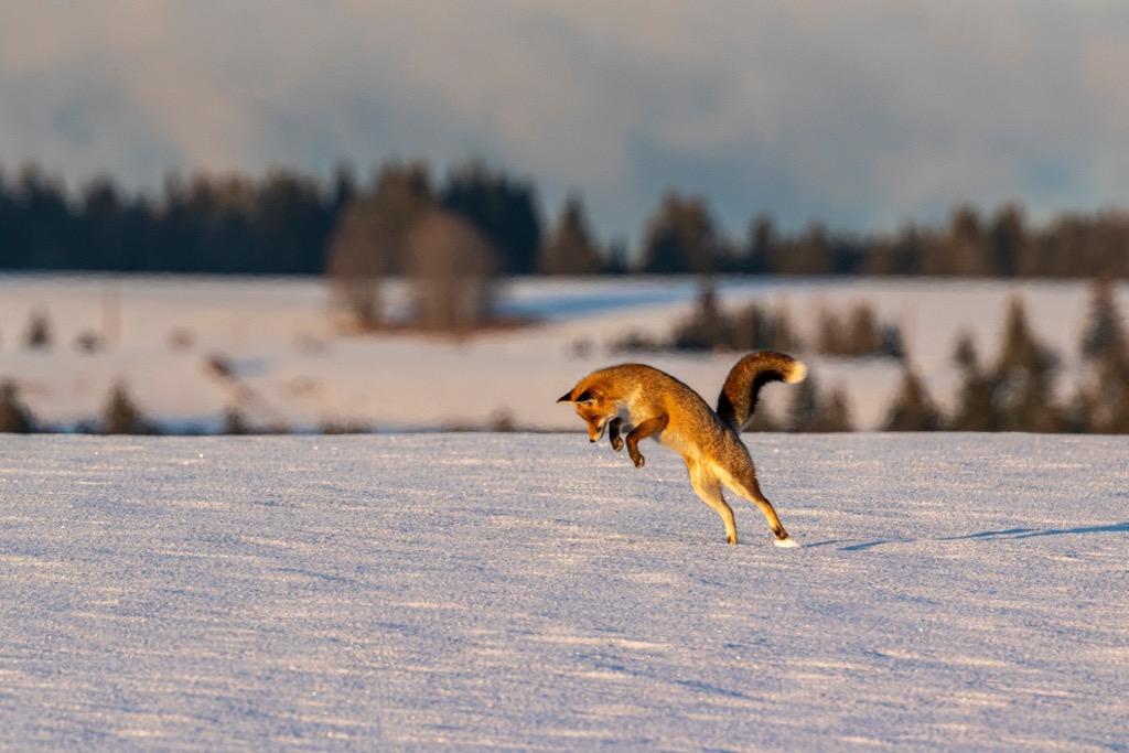 A fox in the Jura Mountains. Argovia Jurapark