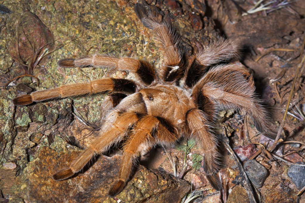 Arizona blond tarantula, Aphonopelma chalcodes, Superstition Mountains, Arizona, USA