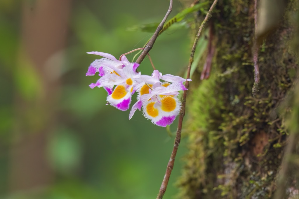 Arunachal Pradesh. Devon's Dendrobium