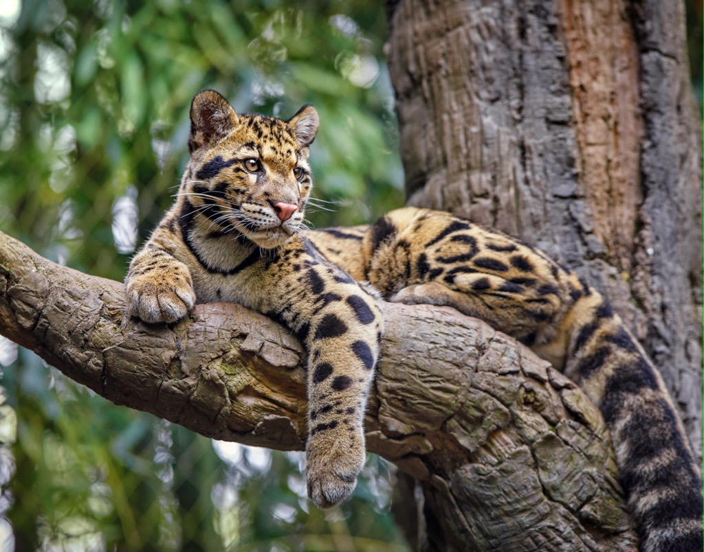 Arunachal Pradesh. Clouded Leopard