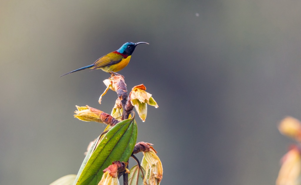 Arunachal Pradesh. Green-tailed sunbird