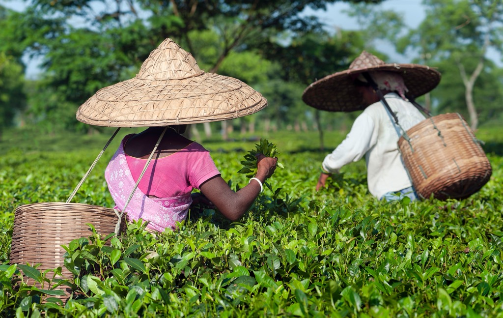 Harvesting tea in Jorhat. Assam Mountains