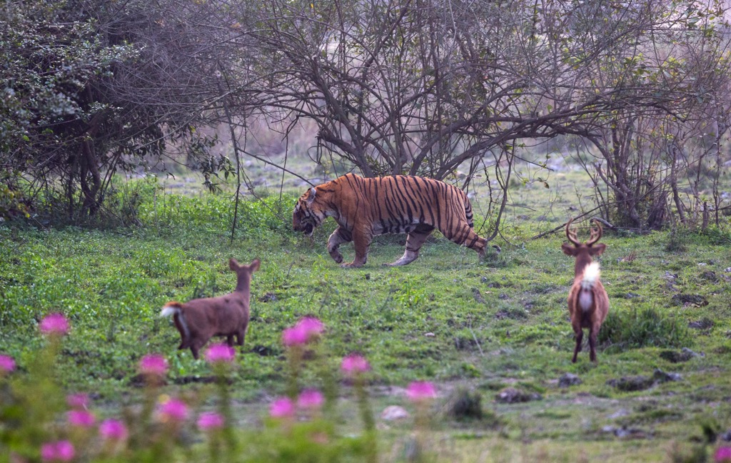 A tiger in Kaziranga. Assam Mountains