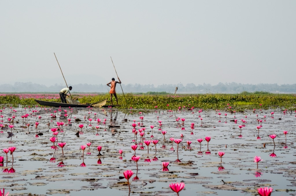 Two locals fishing in the Urpad Beel wetland during the red lotus bloom. Assam Mountains