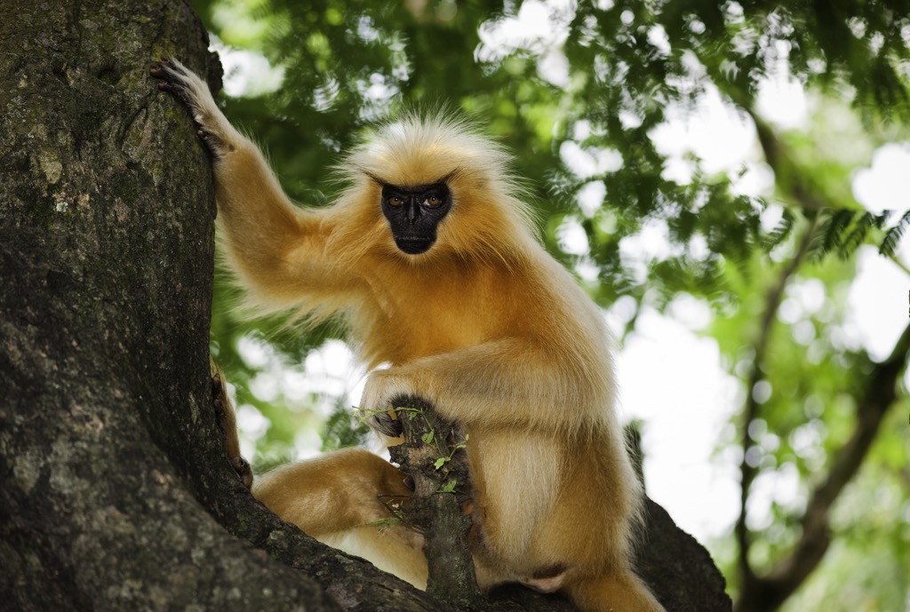 A golden langur in Assam. Assam Mountains