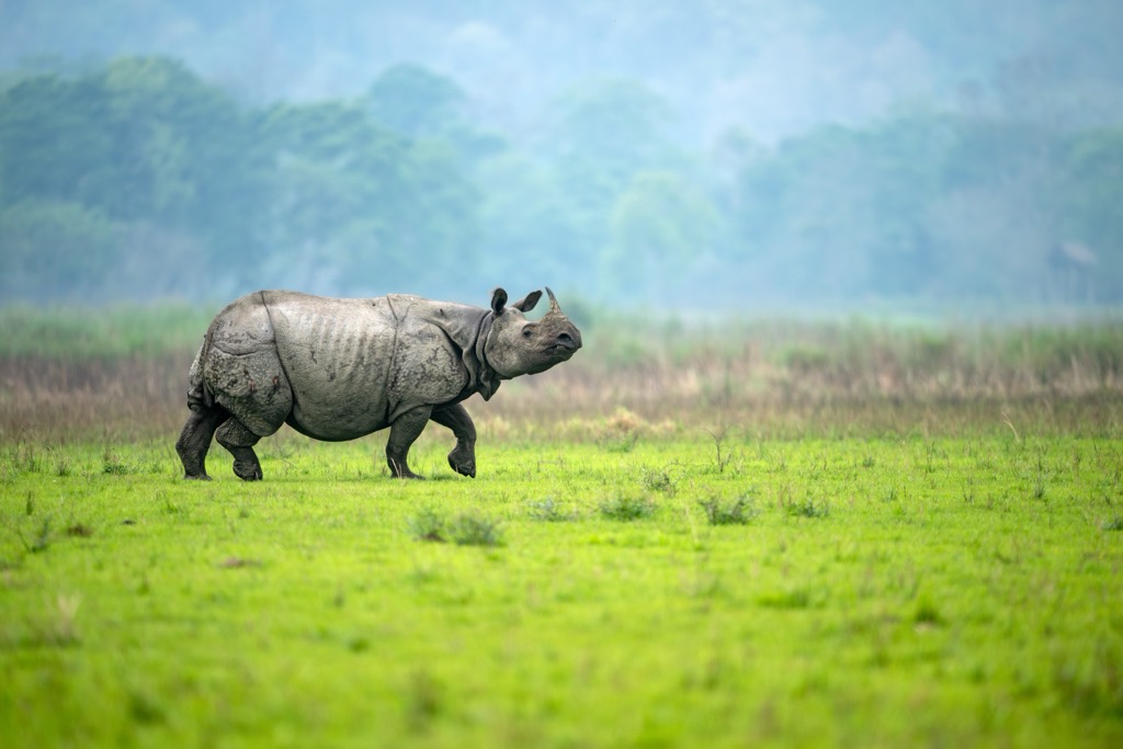 Rhinos have made a formidable comeback in Kaziranga, although western journalists have voiced concerns about the methods used to protect them. Assam Mountains