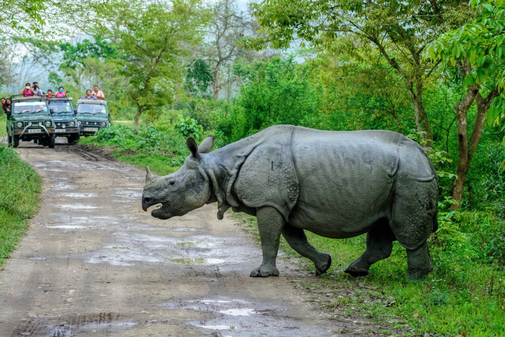 The Kaziranga experience. Assam Mountains