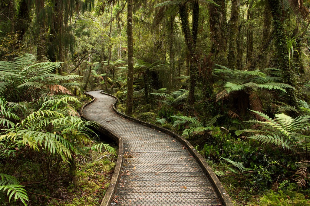 Kahikatea swamp forests, Auckland, New Zealand