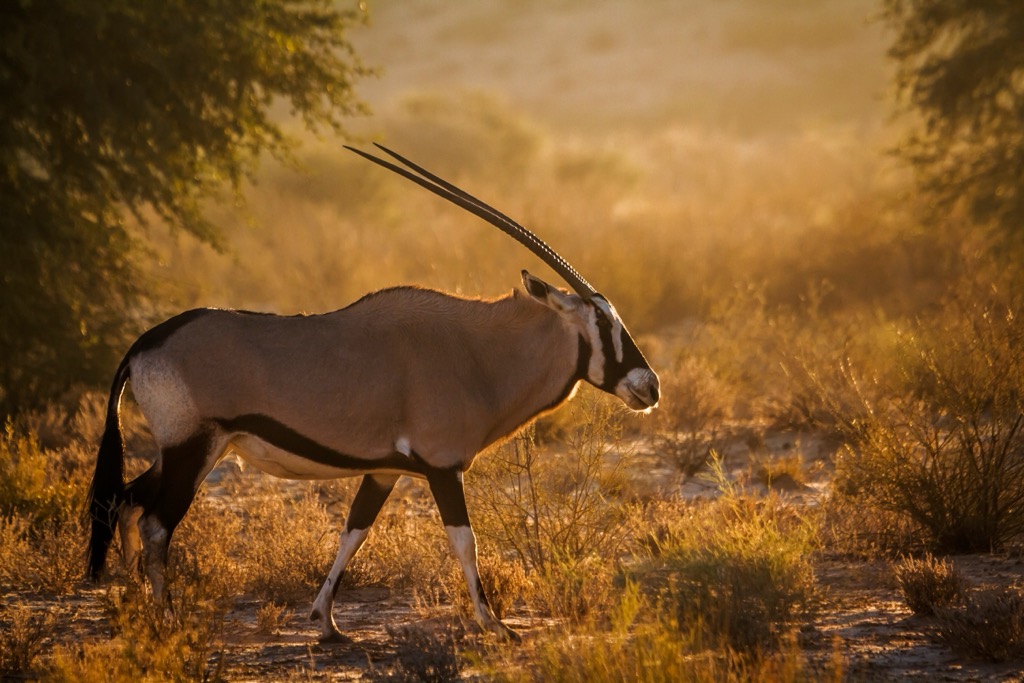 An Oryx in the Kgalagadi Transfrontier Park. Augrabies Falls